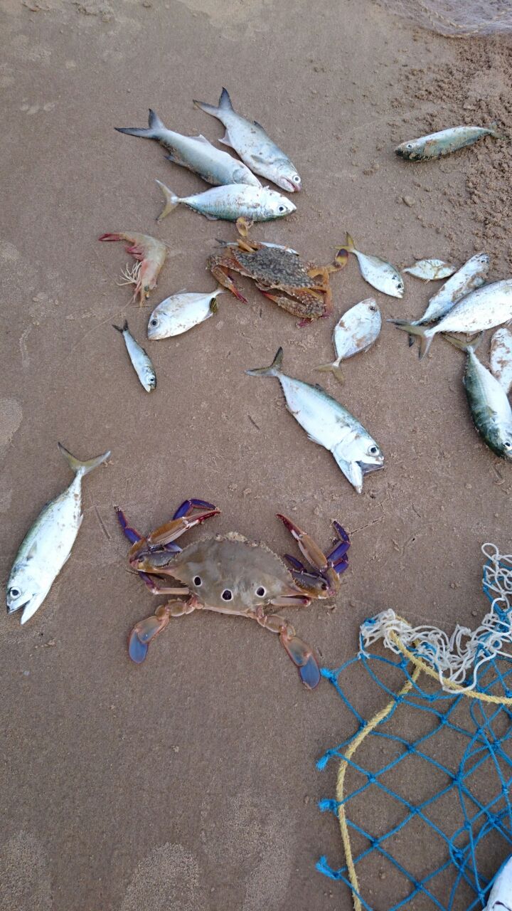 Photo of Chirala beach, Vadarevu Road, Kotha Peta Rural, Andhra Pradesh, India by Nikita Ravishankar