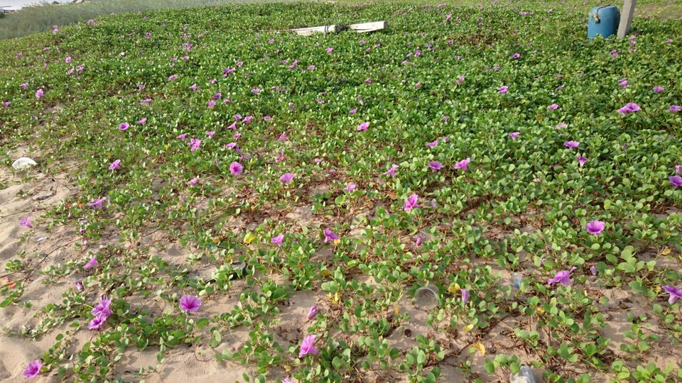 Photo of Chirala beach, Vadarevu Road, Kotha Peta Rural, Andhra Pradesh, India by Nikita Ravishankar