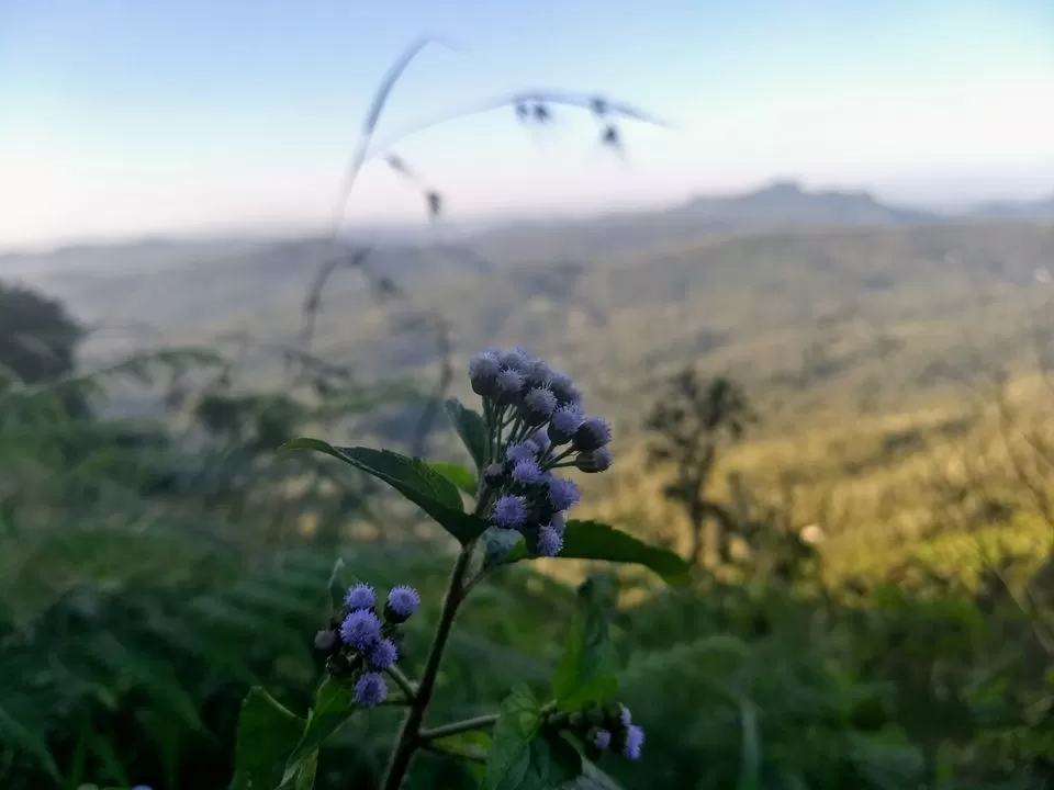 Photo of Mullayanagiri, Chickmagaluru, Karnataka, India by travel India