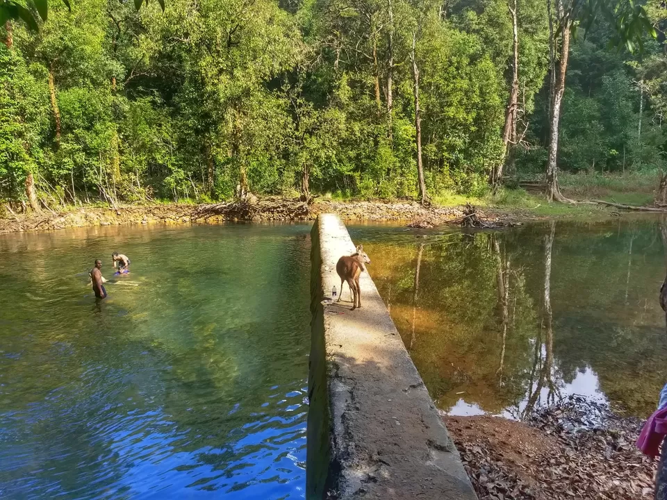 Photo of Bhagavathi Nature Camp Road, Chikkamagaluru, Karnataka, India by travel India