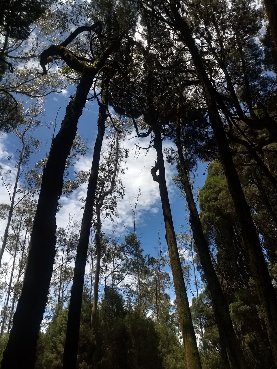Photo of Ooty - Peace of mind by travel India