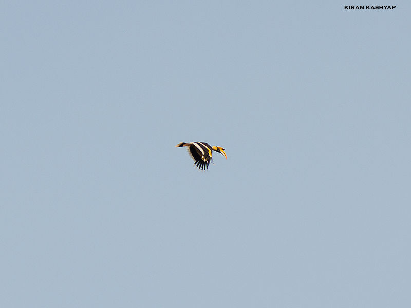 Photo of To the land of Hornbills -- I by Kiran Kashyap