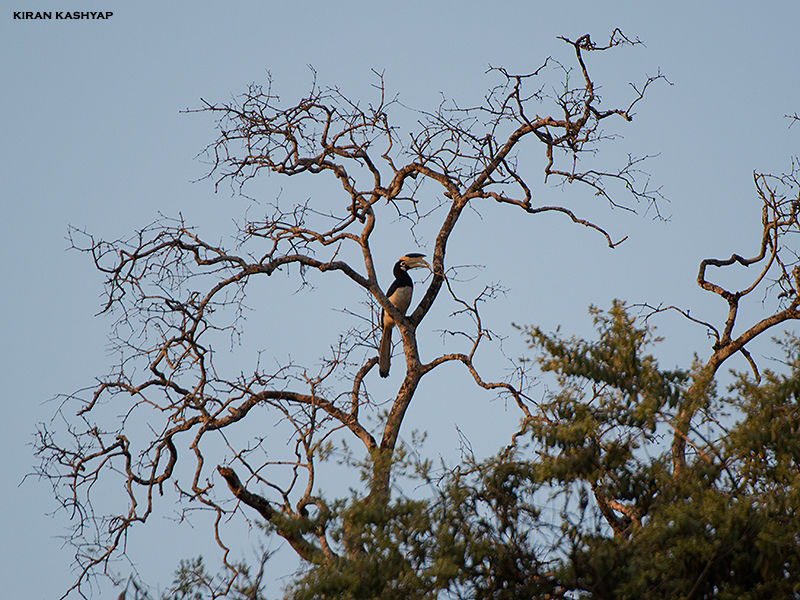 Photo of Gund, Karnataka, India by Kiran Kashyap