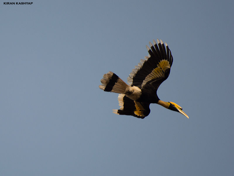 Photo of To the land of Hornbills -- I by Kiran Kashyap