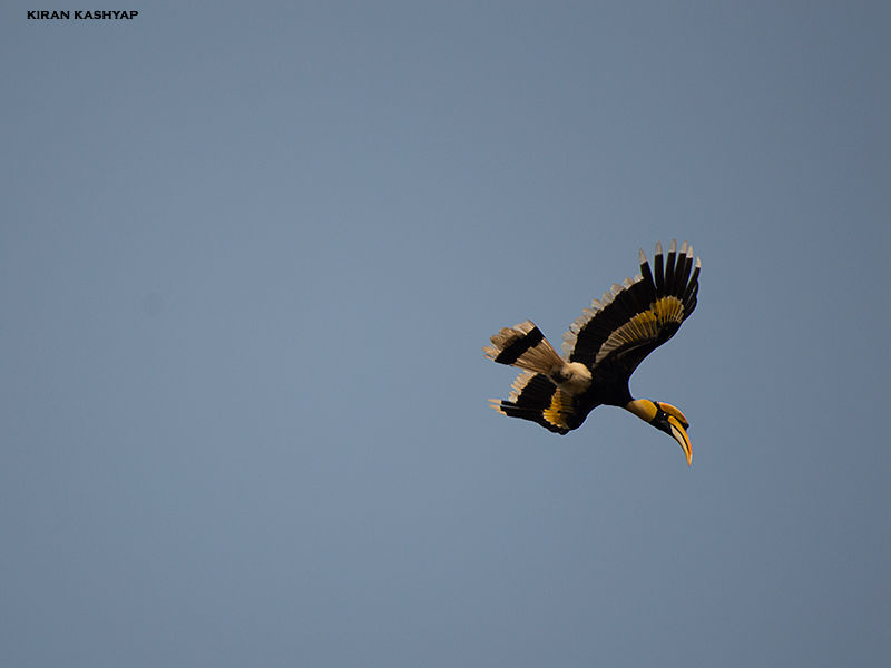 Photo of To the land of Hornbills -- I by Kiran Kashyap