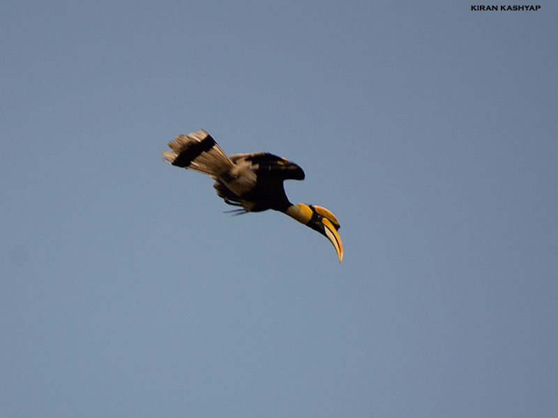 Photo of To the land of Hornbills -- I by Kiran Kashyap