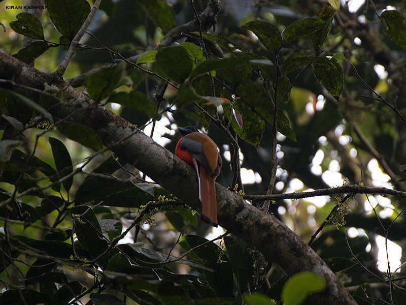 Photo of Gund, Karnataka, India by Kiran Kashyap