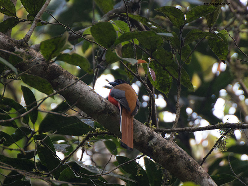 Photo of Gund, Karnataka, India by Kiran Kashyap