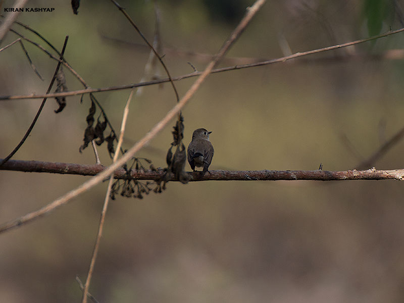 Photo of Gund, Karnataka, India by Kiran Kashyap