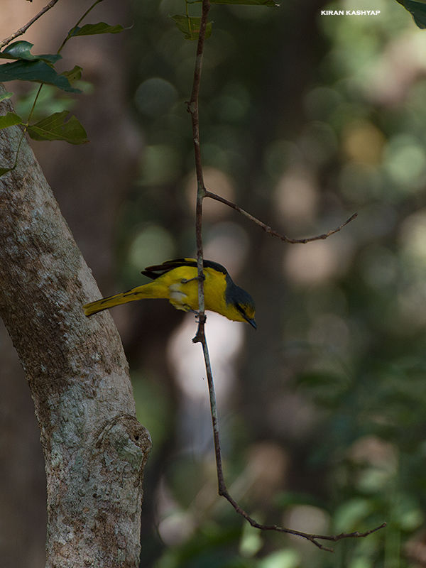 Photo of Gund, Karnataka, India by Kiran Kashyap