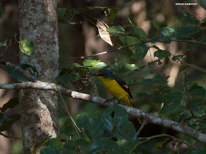 Photo of Gund, Karnataka, India by Kiran Kashyap