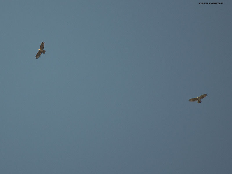 Photo of Gund, Karnataka, India by Kiran Kashyap