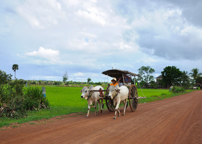 Photo of Village cooking class & oxcart ride at Siem Reaper 3/5 by Siem Reaper