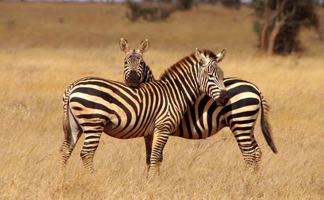 Photo of Amboseli National Park, Kajiado County, Kenya by Hassan Ngala