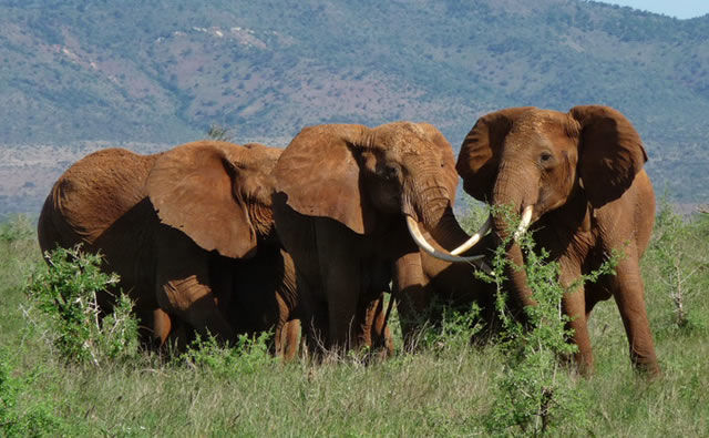 Photo of Amboseli National Park, Kajiado County, Kenya by Hassan Ngala