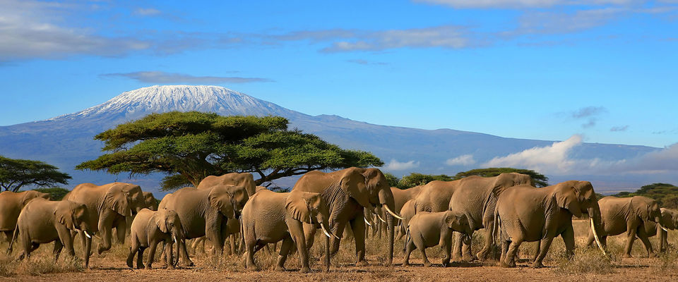 Photo of Amboseli National Park, Kajiado County, Kenya by Hassan Ngala