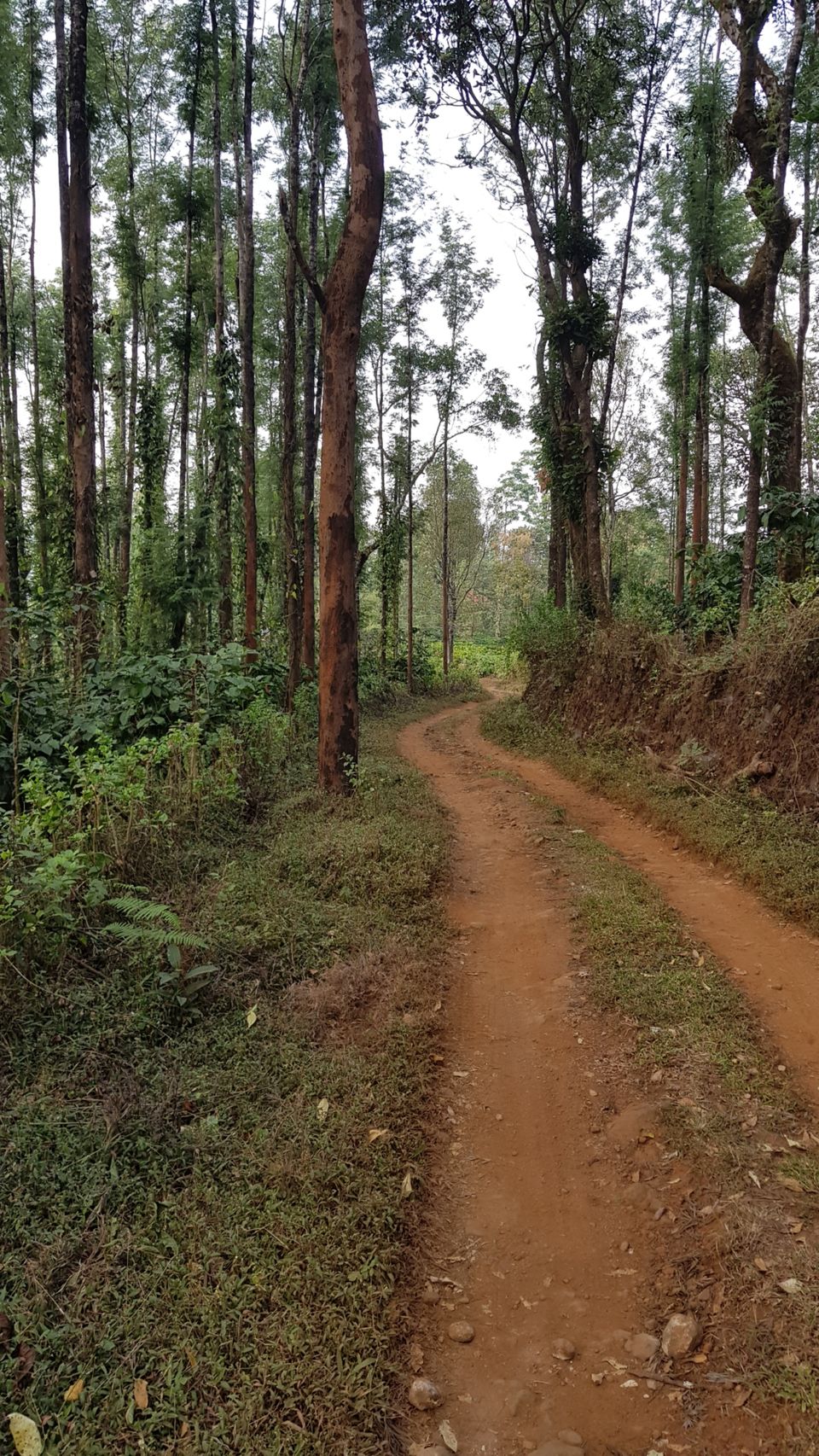 Photo of Almost Tadiandamol peak and more by Manoj Menon
