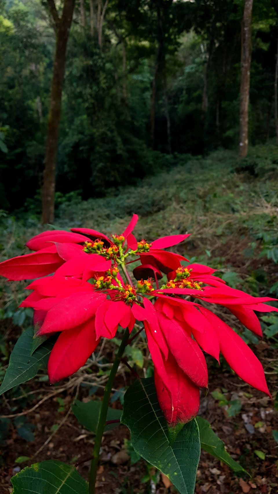 Photo of Almost Tadiandamol peak and more by Manoj Menon