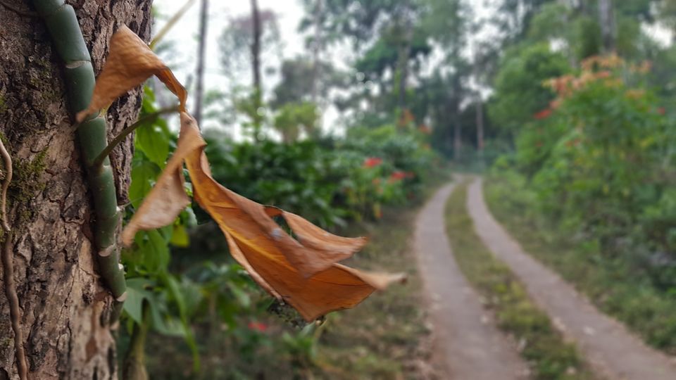 Photo of Almost Tadiandamol peak and more by Manoj Menon