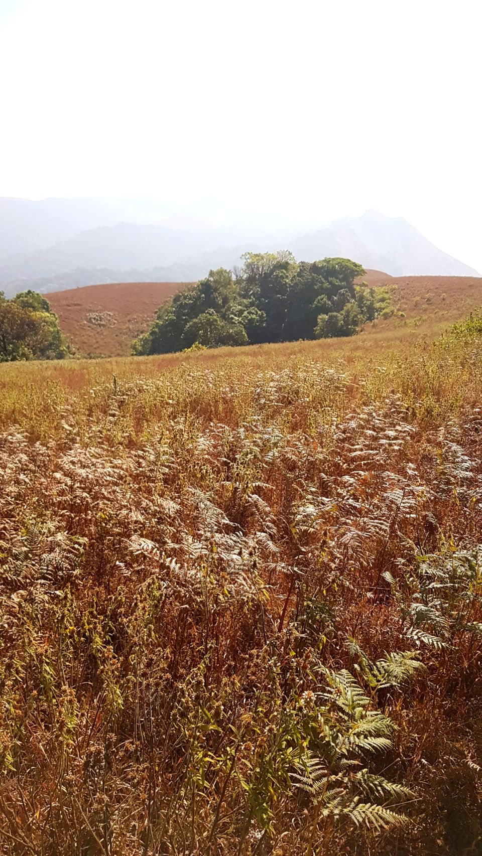 Photo of Almost Tadiandamol peak and more by Manoj Menon