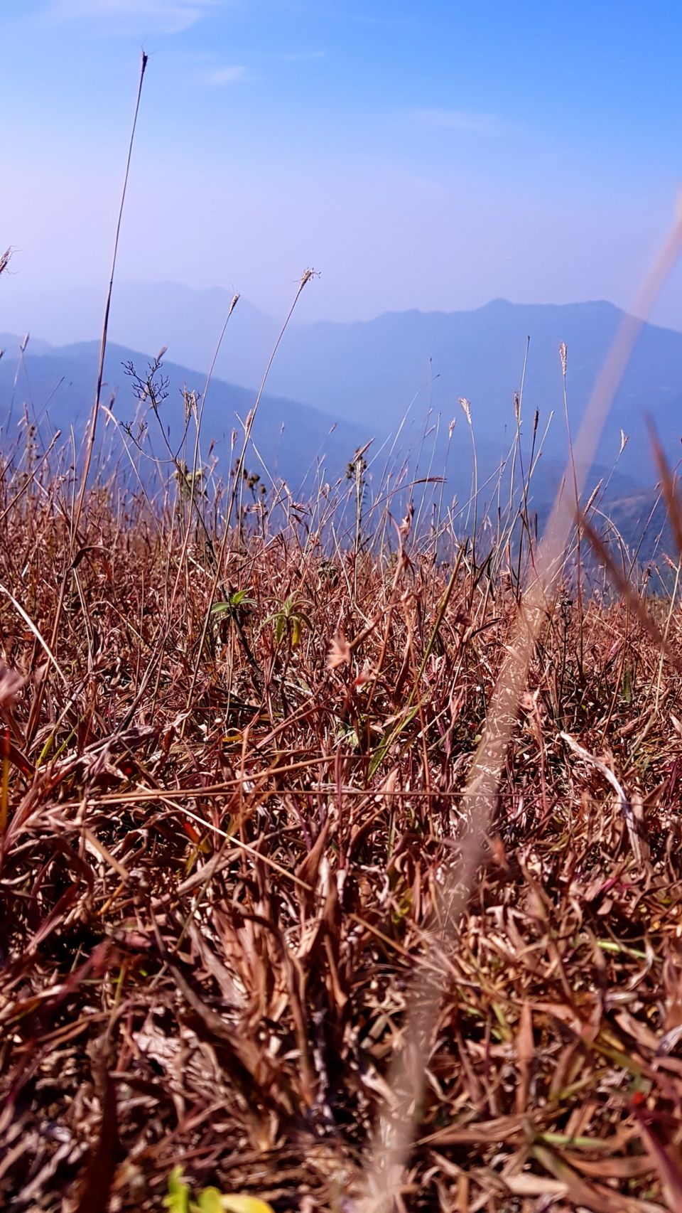 Photo of Almost Tadiandamol peak and more by Manoj Menon
