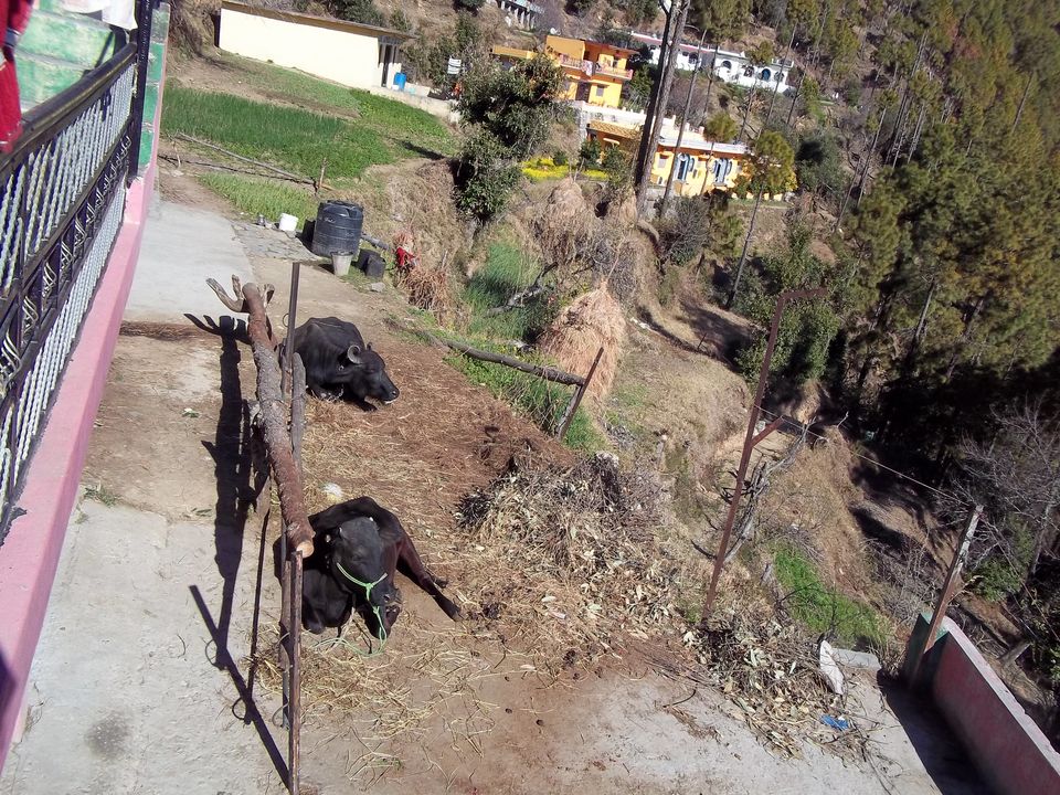 Photo of Exploring Mighty Hills and Green Valleys of Tehri by Sahil Chauhan