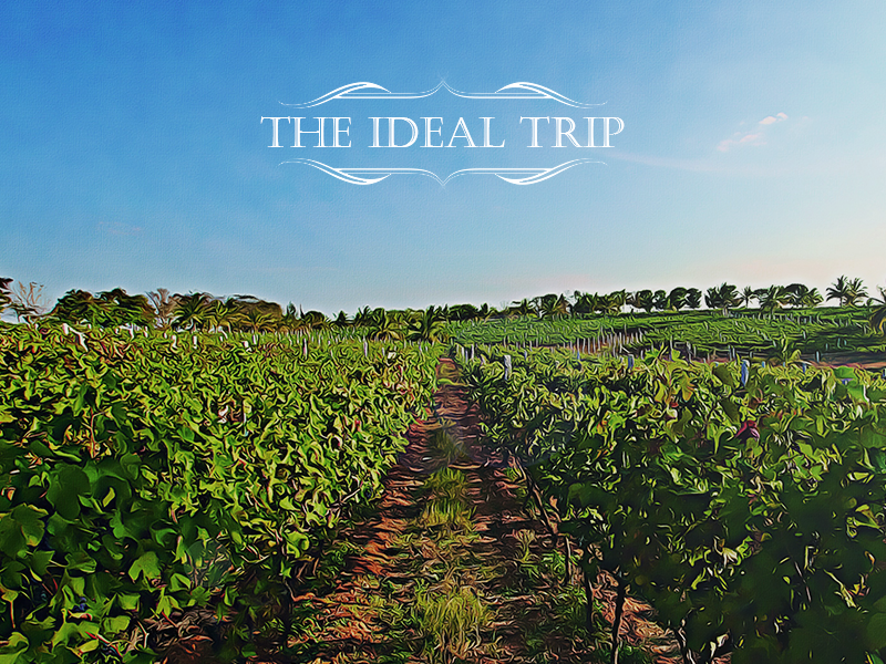 Photo of Grover Zampa Vineyards, Nashik, Maharashtra, India by Mary Martina