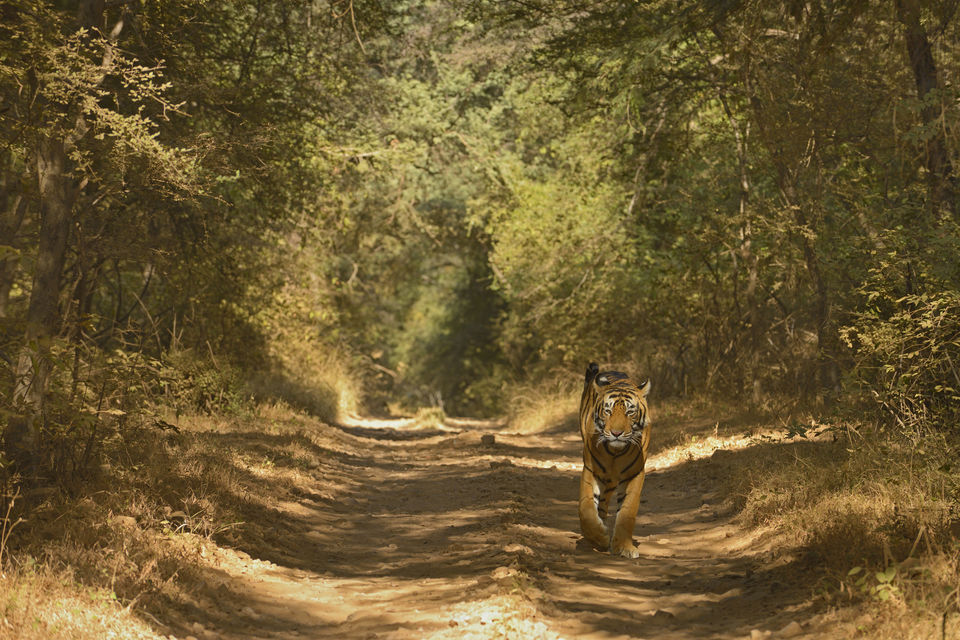 Photo of Road Trip On Your Mind? Here Is Why You Need to Consider Rajasthan by Mary Martina