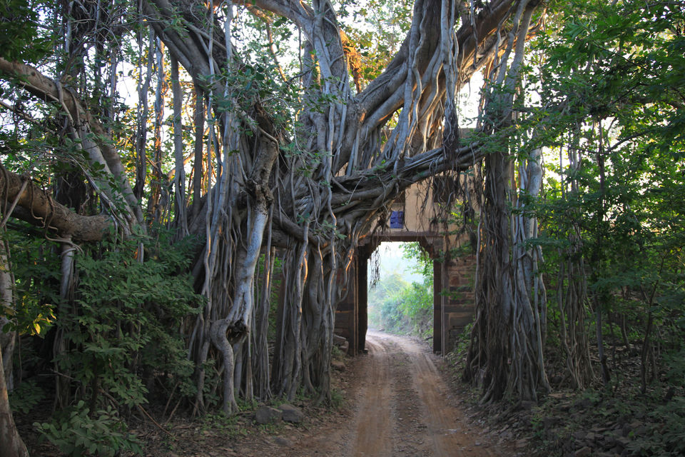 Photo of Road Trip On Your Mind? Here Is Why You Need to Consider Rajasthan by Mary Martina