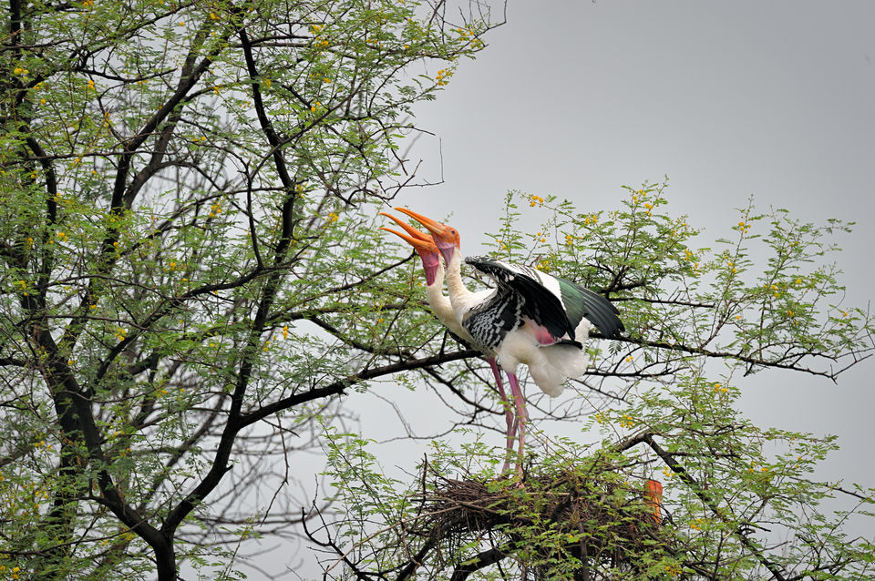 Photo of Road Trip On Your Mind? Here Is Why You Need to Consider Rajasthan by Mary Martina