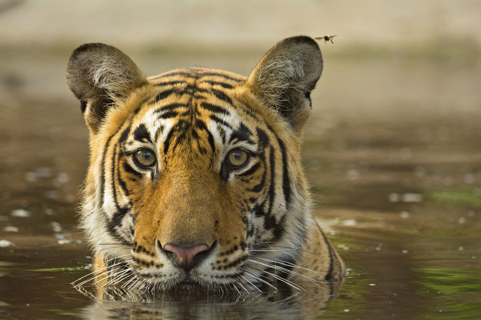 Photo of Jim Corbett National Park, Ramnagar, Uttarakhand, India by Mary Martina