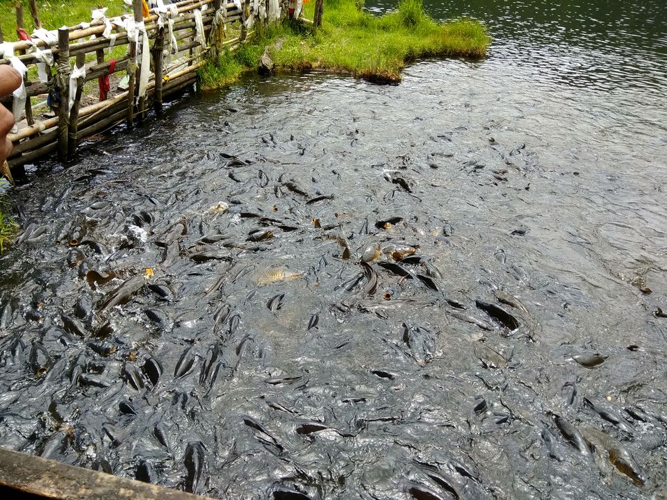 Photo of Khecheopalri Lake, Sikkim by Dheeraj