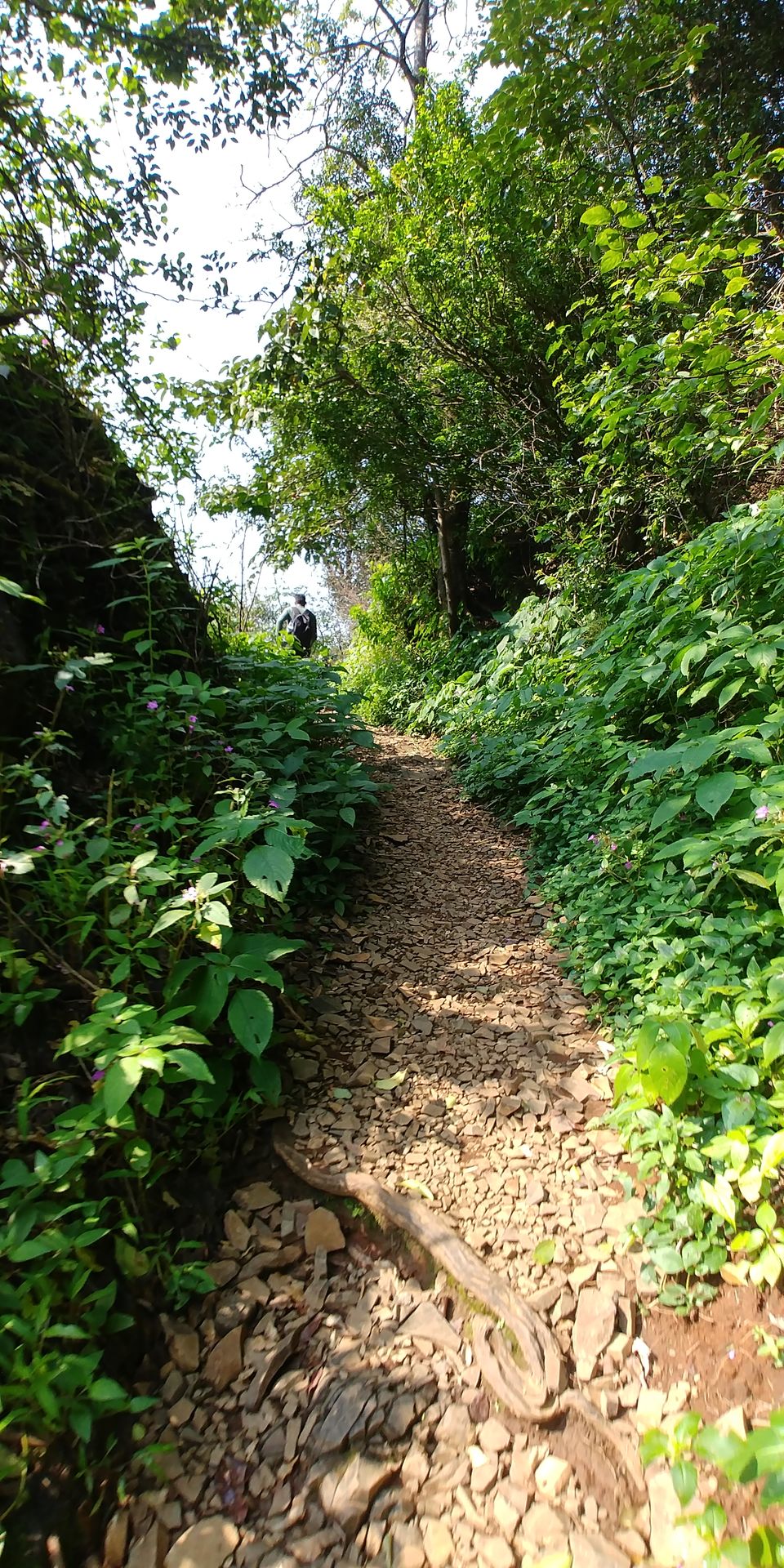 Photo of Andharban Jungle Trek: Nature's trail with Astonishing Landscapes* by Tejas Gadgil