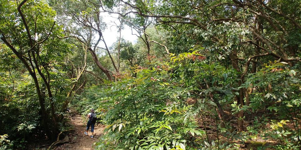 Photo of Andharban Jungle Trek: Nature's trail with Astonishing Landscapes* by Tejas Gadgil