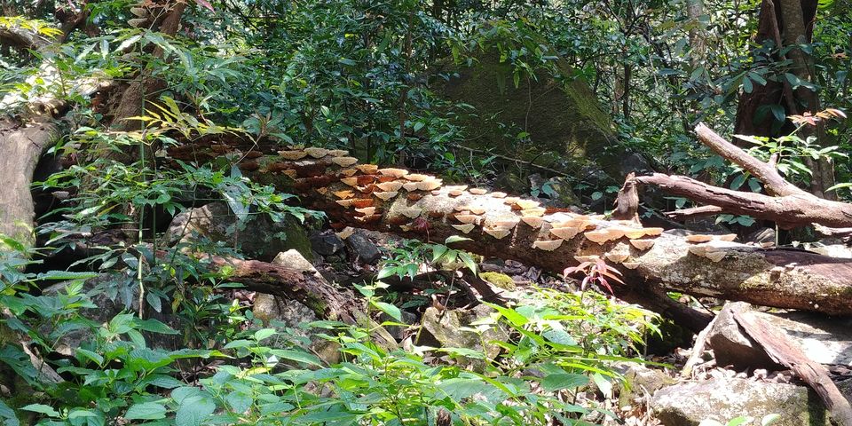 Photo of Andharban Jungle Trek: Nature's trail with Astonishing Landscapes* by Tejas Gadgil