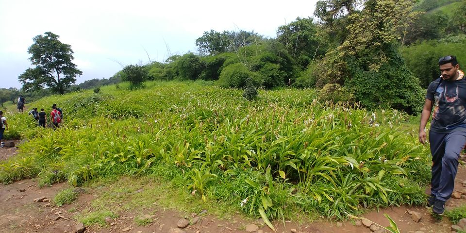 Photo of Hirdi, Maharashtra, India by Tejas Gadgil