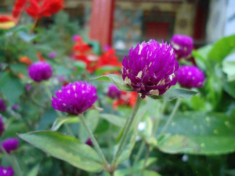 Photo of Sikkimtrip by Komal Talwalkar