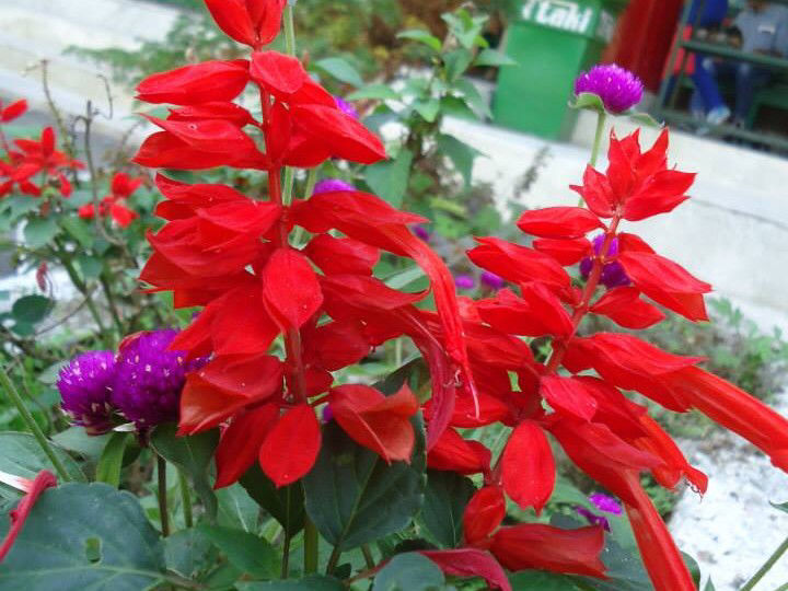 Photo of Sikkimtrip by Komal Talwalkar