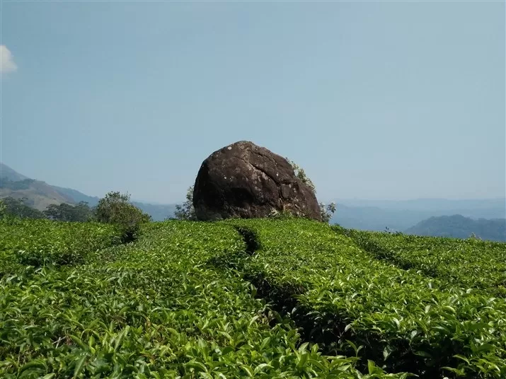 Photo of Munnar Tree House Packages, Fort Nagar, Fort Kochi, Kochi, Kerala, India by Komal Talwalkar