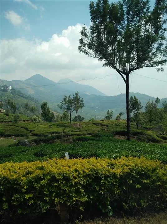 Photo of Munnar, Kerala, India by Komal Talwalkar