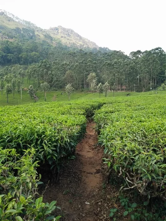 Photo of Munnar Tea Garden, Kochi - Madurai - Dhanushkodi Road, Devikulam, Kerala, India by Komal Talwalkar