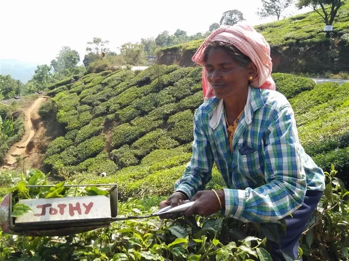 Photo of Munnar hill station, Munnar - Top Station Highway, Kannan Devan Hills, Kerala, India by Komal Talwalkar