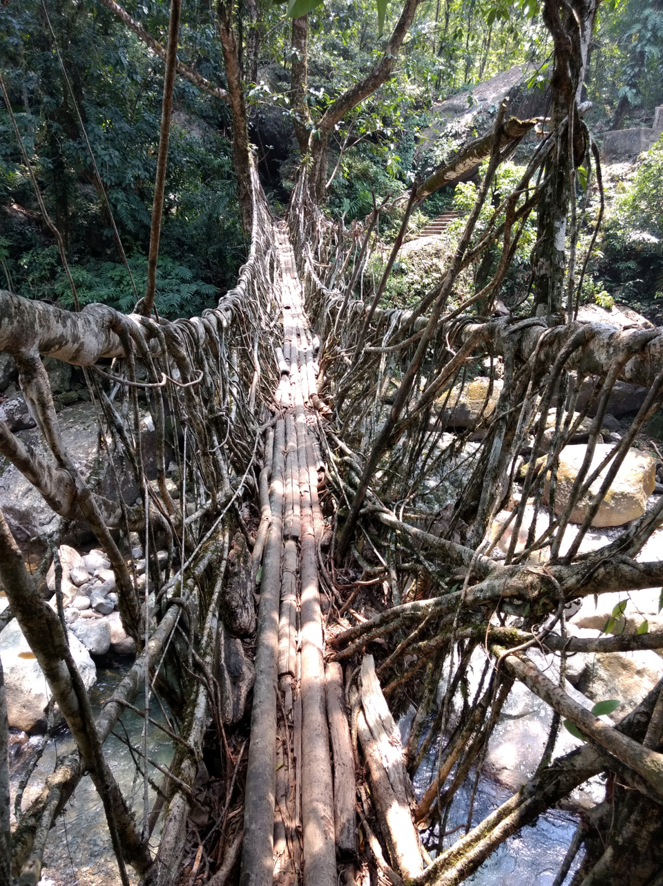 Photo of living root briedge, Cherrapunjee, Meghalaya, India by Akshansh Singh