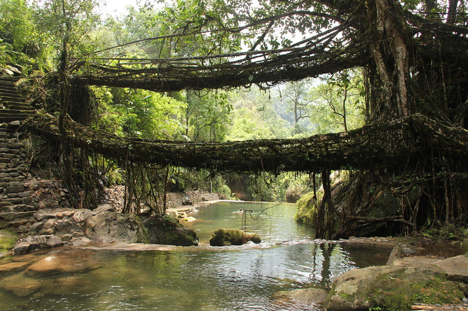Photo of living root briedge, Cherrapunjee, Meghalaya, India by Akshansh Singh