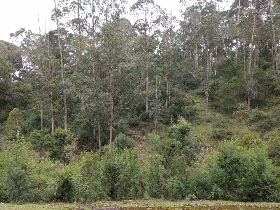 Photo of Liril Falls, Golf Links Road, Kodaikanal, Tamil Nadu, India by Akshansh Singh