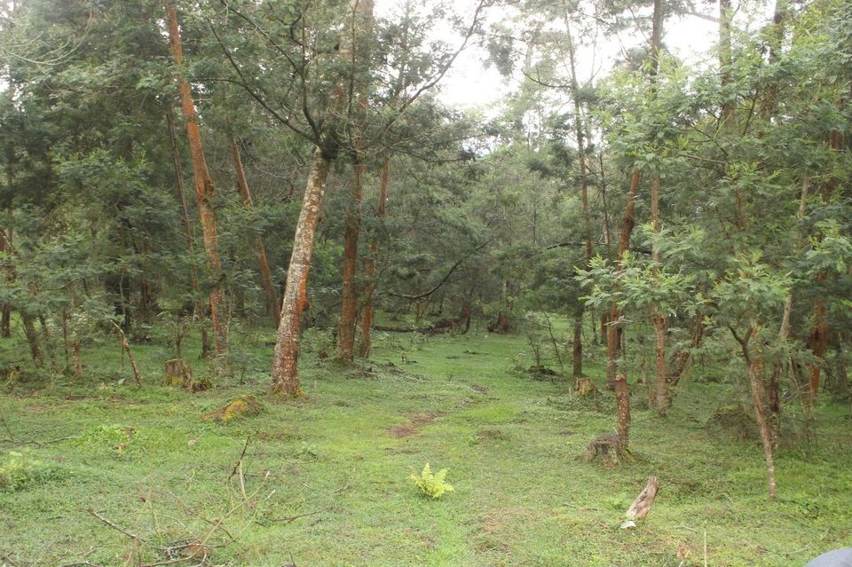 Photo of Pillar Rocks Road, Kodaikanal, Tamil Nadu, India by Akshansh Singh
