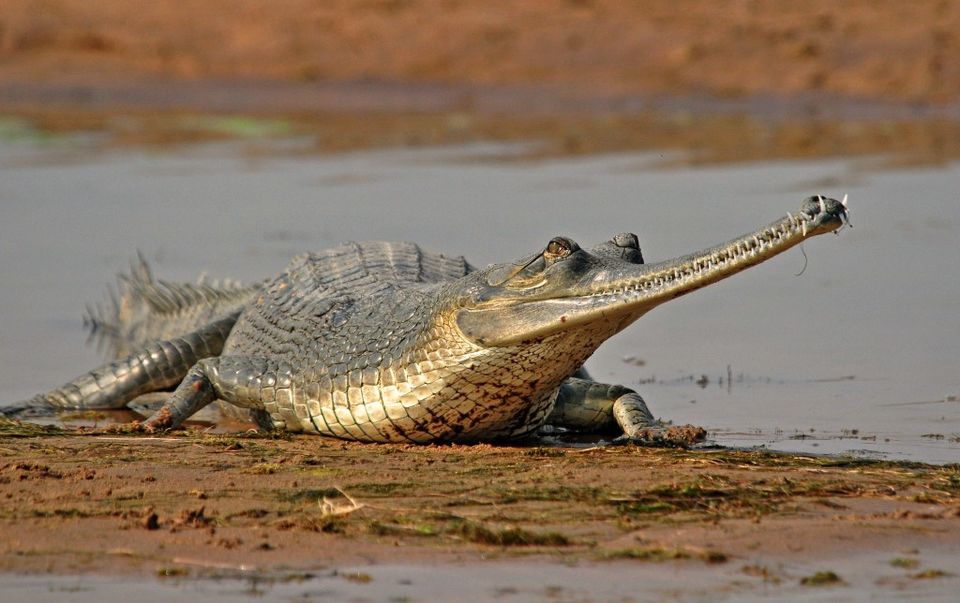Photo of Golden Triangle Tour India - Classical Holidays India by CLASSICAL HOLIDAYS INDIA