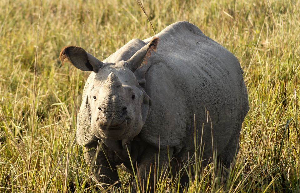 Photo of Pobitora Wildlife Sanctuary, Morigaon, Assam, India by Ishani Nath
