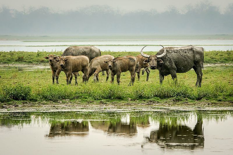 Photo of Kaziranga National Park, Kanchanjuri, Assam, India by Ishani Nath