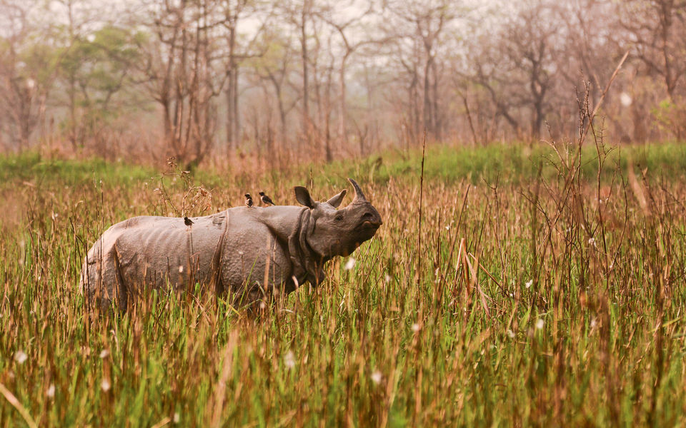 Photo of Orang National Park, Sonitpur, Assam, India by Ishani Nath